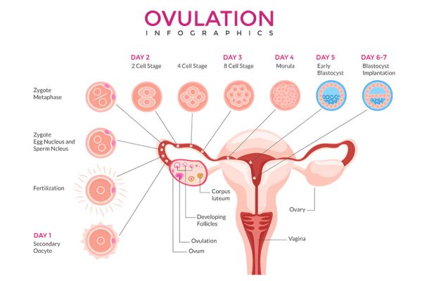 Shairaksha | Ovulation Induction